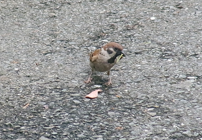 b0019140_16291515.jpg