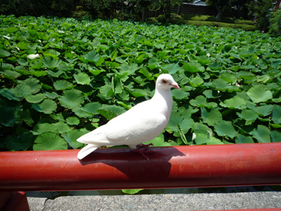 d0084750_20111316.jpg