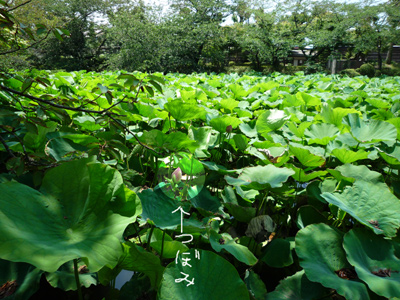 d0084750_8435489.jpg
