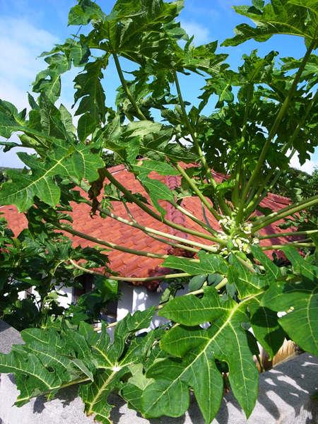 c0048265_14361387.jpg