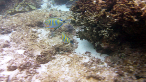 c0048265_16213534.jpg