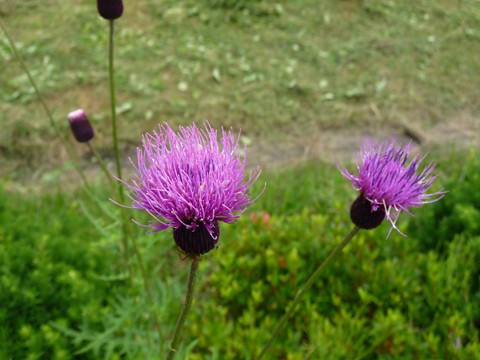 a0138198_16125799.jpg