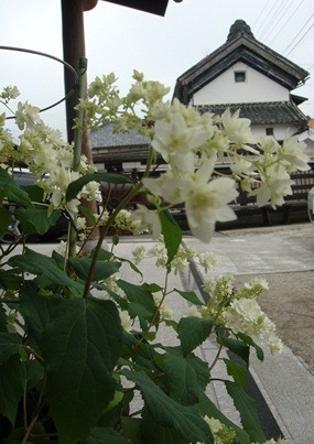 a0167803_8252410.jpg