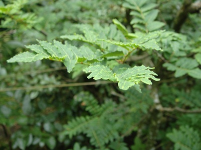 a0167803_8374493.jpg