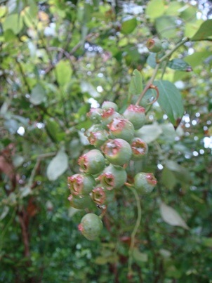 a0167803_8422316.jpg