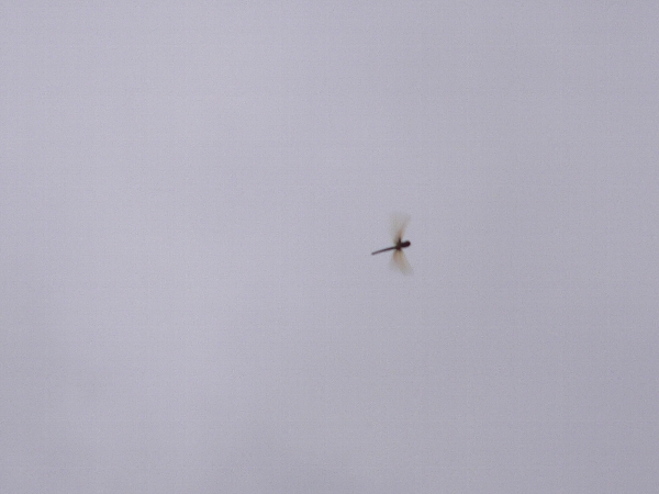 e0002314_21515798.jpg