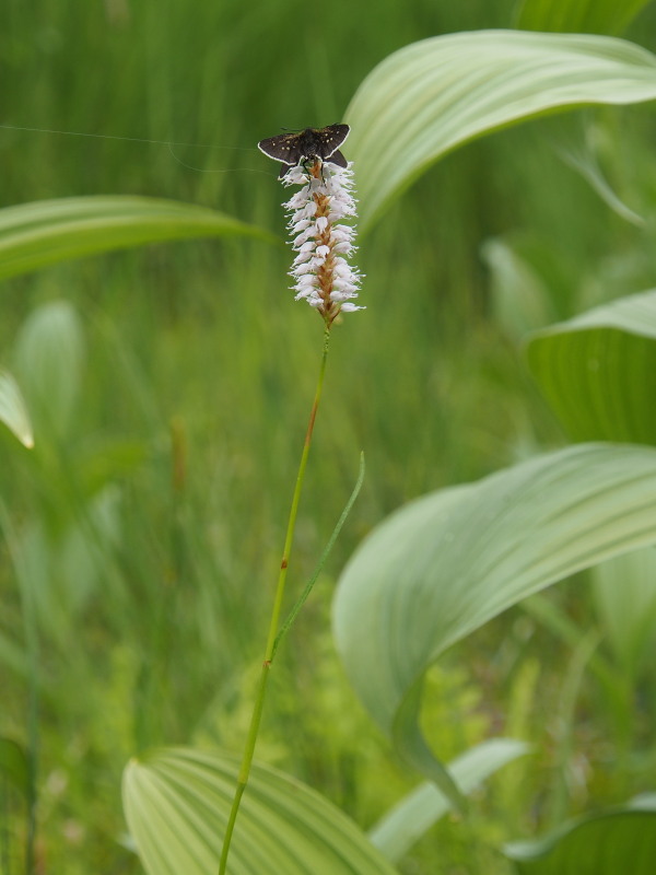 c0085622_124288.jpg