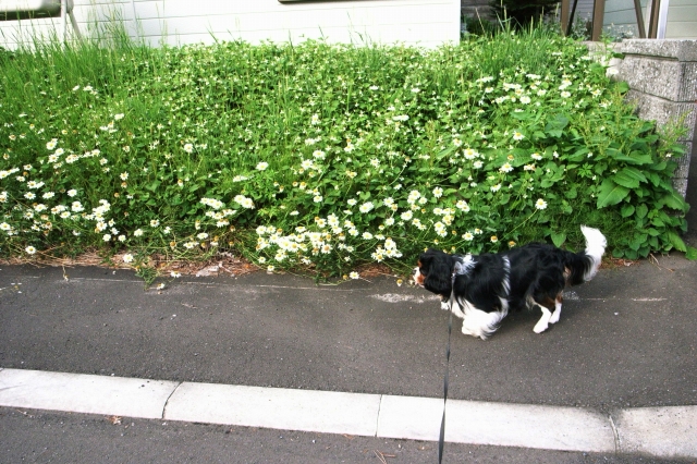 c0051132_2149113.jpg