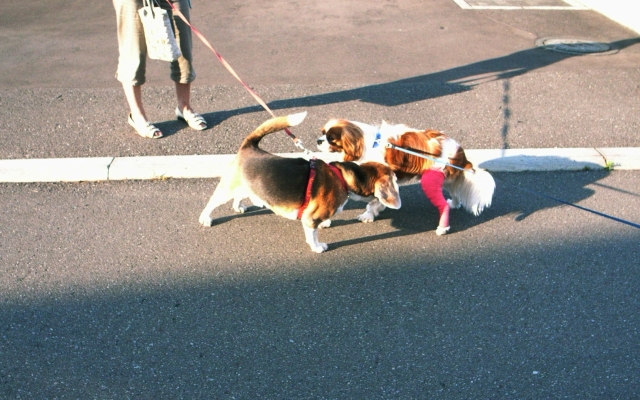 c0051132_21491633.jpg
