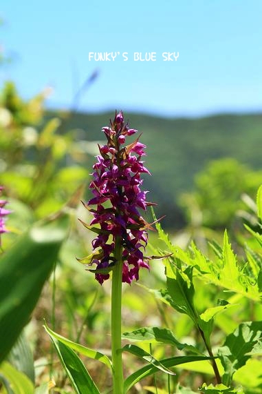 c0145250_2045861.jpg