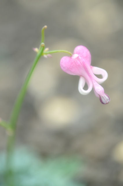 c0230252_601838.jpg