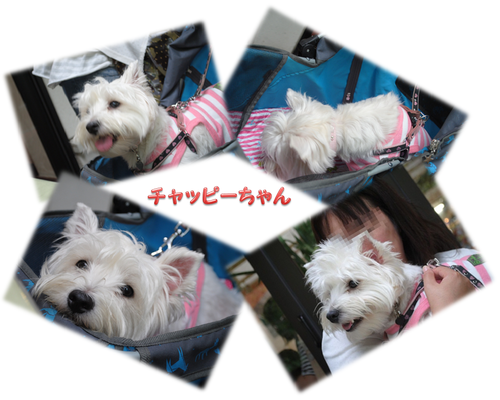 b0242873_20574069.png