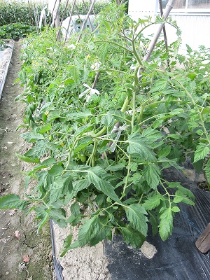 e0098473_027631.jpg