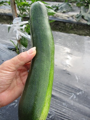 e0098473_0302422.jpg