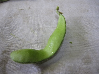 e0098473_08129.jpg
