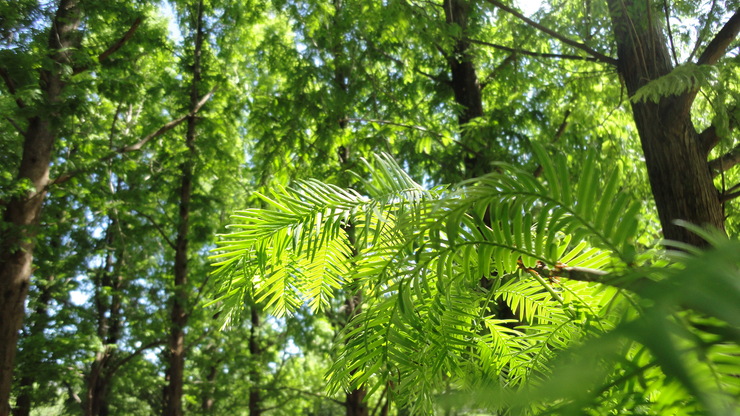 e0024081_1762669.jpg
