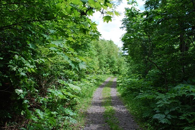 a0133886_1821533.jpg