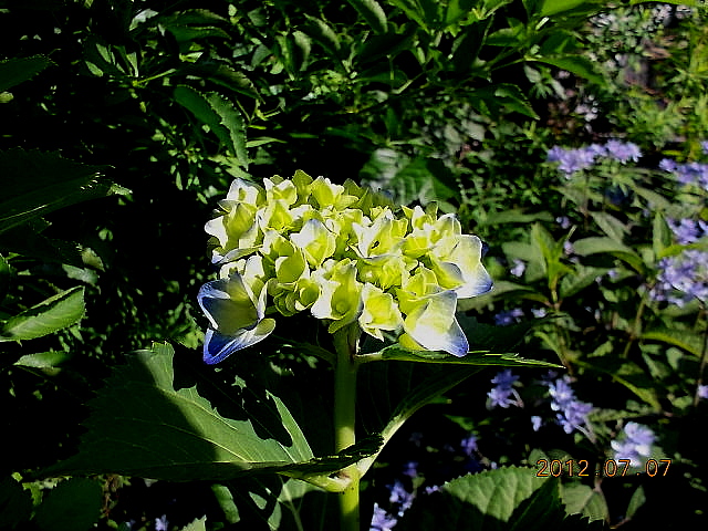 a0007388_16321716.jpg