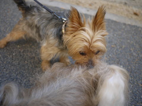 c0090198_3335587.jpg