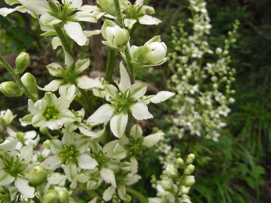 f0187402_2081838.jpg