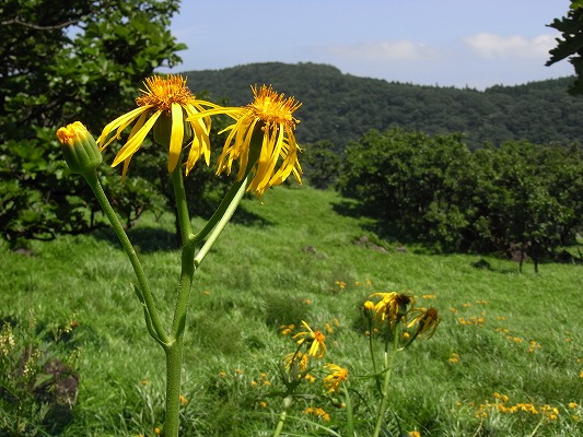 f0187402_2091342.jpg