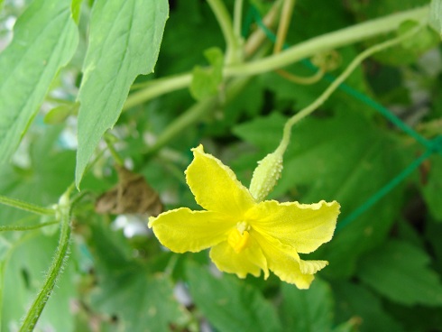 e0123808_052899.jpg