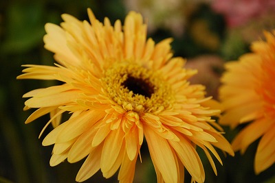 e0128909_2344475.jpg
