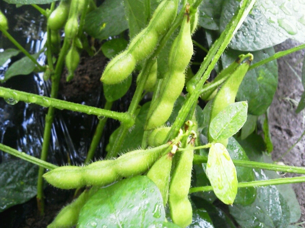 c0246826_750274.jpg