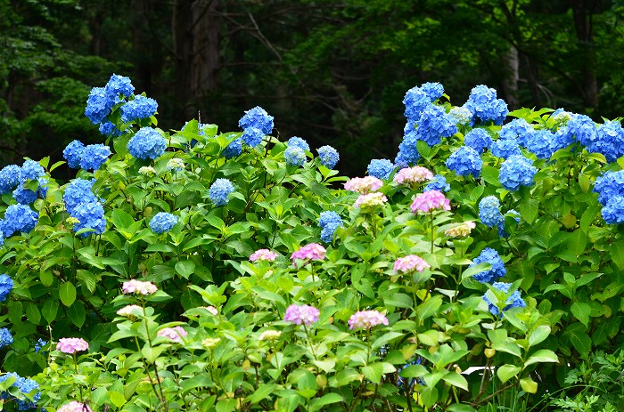 b0236334_20241327.jpg