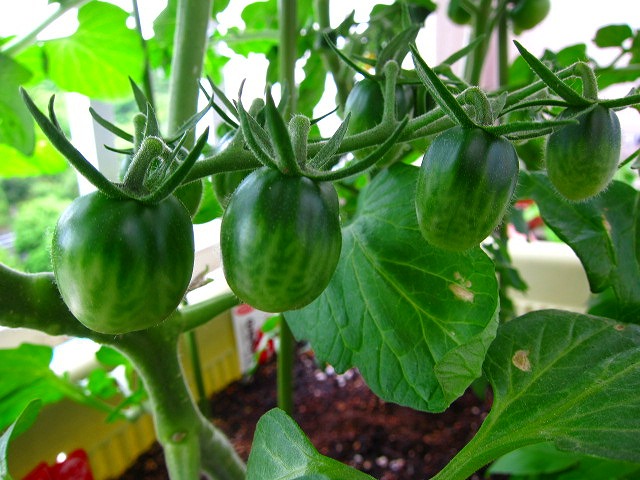 a0219537_9334611.jpg