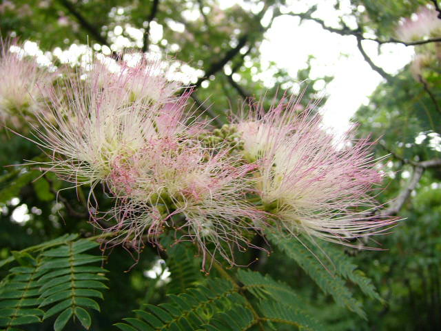 e0145782_19141227.jpg