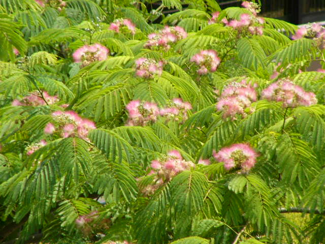 e0145782_19151296.jpg