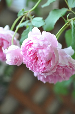 a0152391_20125975.jpg