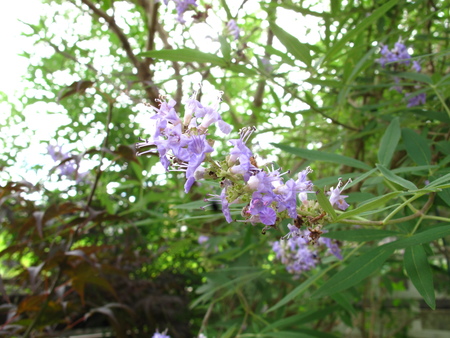 f0178897_155196.jpg