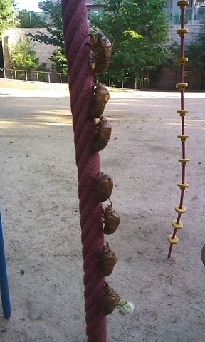 b0201198_2012083.jpg