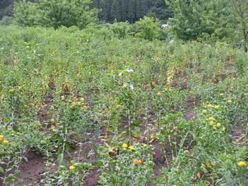 b0229801_10583411.jpg