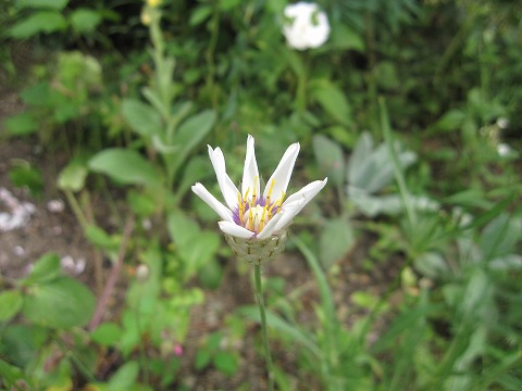 c0117007_20102856.jpg