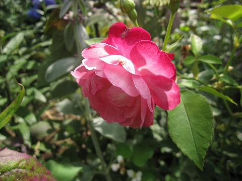 c0117007_20113570.jpg