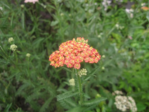 c0117007_20122419.jpg