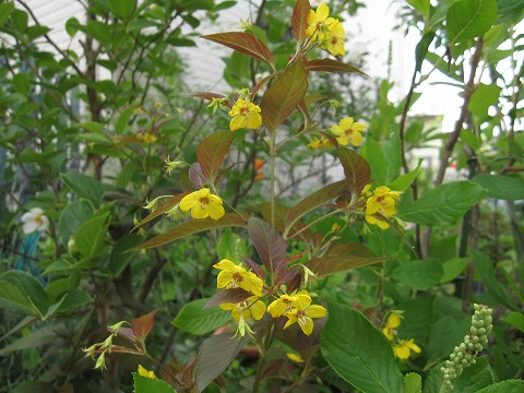 c0117007_2013773.jpg