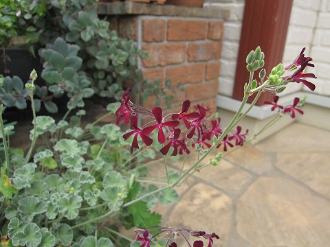 c0117007_20141918.jpg