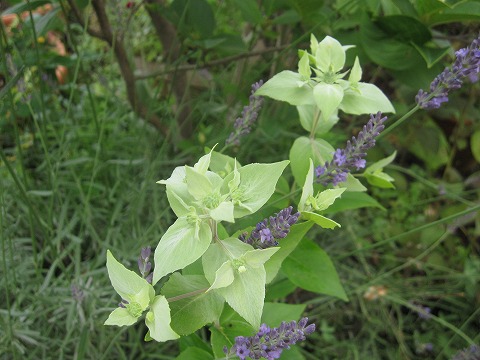 c0117007_20152337.jpg