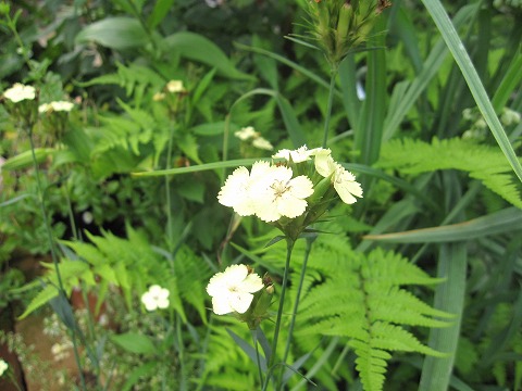 c0117007_2094072.jpg