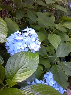 c0090534_15585151.jpg