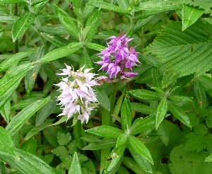 f0122639_12335887.jpg