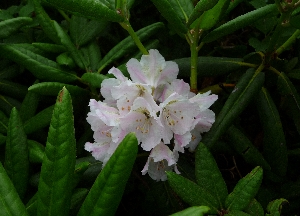 f0122639_1326091.jpg