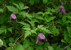 f0122639_13315940.jpg