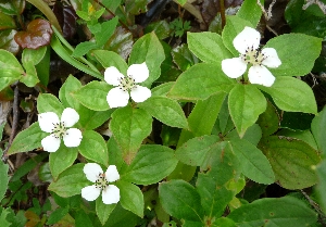 f0122639_15422452.jpg