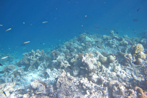 f0190653_20411045.jpg