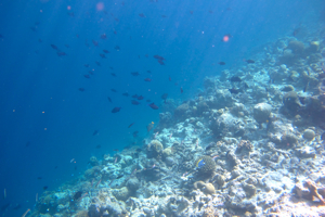 f0190653_2041751.jpg